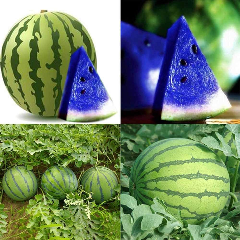 Blue watermelon seeds (new variety, organic gardening) growing into visually unique watermelons with bluish rinds and sweet, juicy interiors